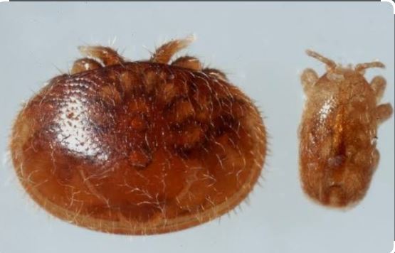 Comparaison Varroa destructor vs Tropilaelaps spp.