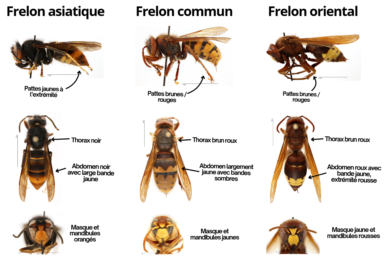 Comparaison frelon asiatique, frelon commun, frelon oriental