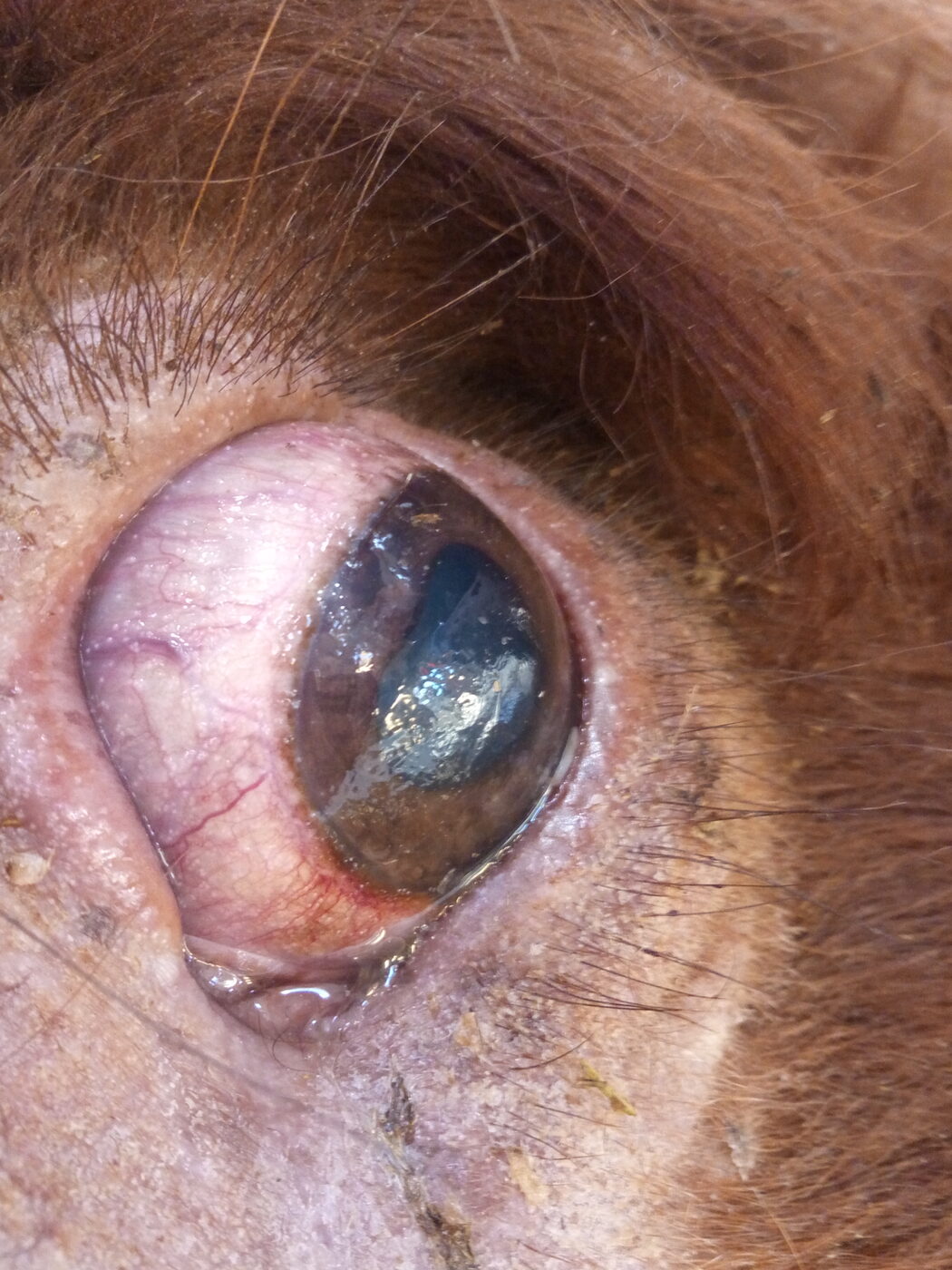 Kyste visible sur la sclère oculaire d'un bovin atteint de besnoitiose